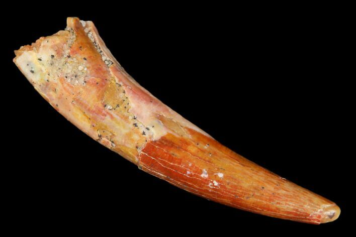 Fossil Pterosaur (Siroccopteryx) Tooth - Morocco #178502